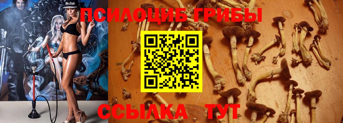 Галлюциногенные грибы Cubensis Георгиевск